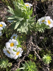 Osmitopsis asteriscoides