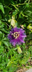 Passiflora