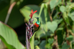 Cinnyris chloropygius orphogaster