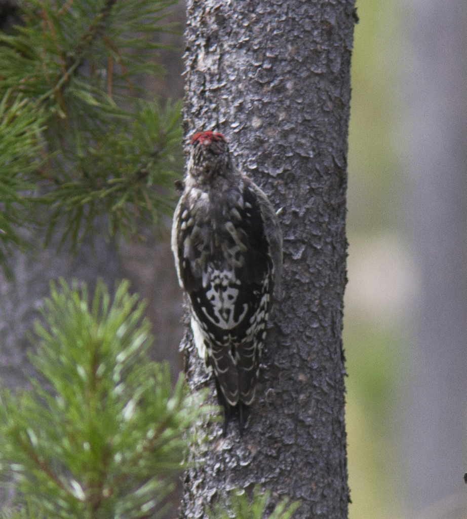 Red-naped Sapsucker