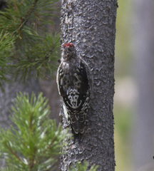 Red-Naped Sapsucker photo 6