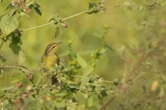 Phylloscopus affinis