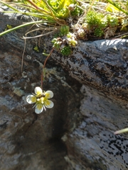 Saxifraga bryoides