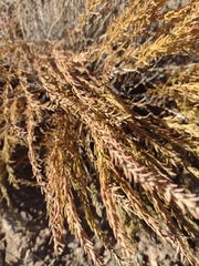 Tamarix chinensis