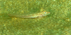 Phyllogobius platycephalops