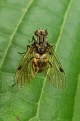 Chrysopilus
