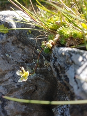 Saxifraga bryoides