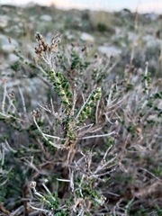 Thymbra capitata