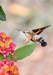 Macroglossum pyrrhosticta