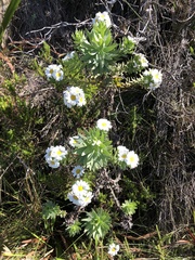 Osmitopsis asteriscoides