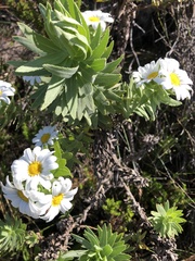 Osmitopsis asteriscoides