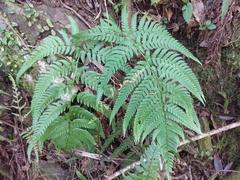 Dryopteris varia