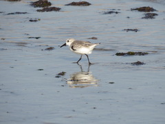 Calidris alba