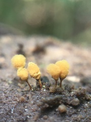 Hemitrichia