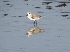 Calidris alba