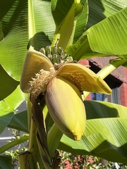 Musa basjoo
