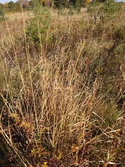 Panicum virgatum