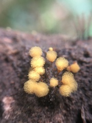Hemitrichia