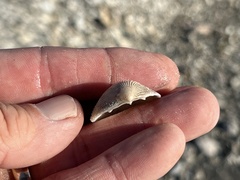 Dallocardia muricata
