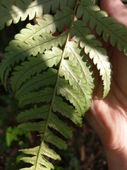 Dryopteris varia