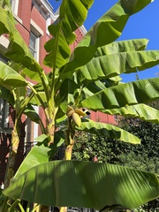 Musa basjoo