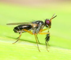Anaphalantus longicornis