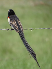 Euplectes progne progne