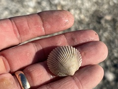 Dallocardia muricata