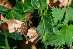 Lacerta trilineata