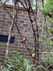 Cardinalis cardinalis