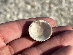 Dallocardia muricata
