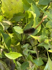 Hypercompe scribonia