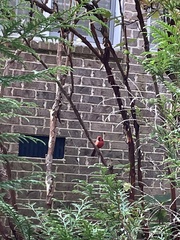 Cardinalis cardinalis