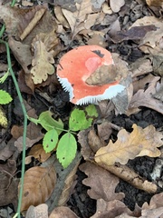 Russula lepida