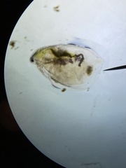 Simocephalus mixtus