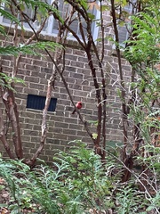 Cardinalis cardinalis