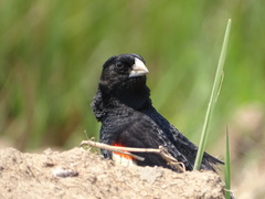 Euplectes progne progne