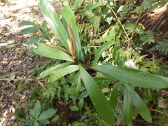 Myrsine seguinii