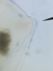 Simocephalus mixtus