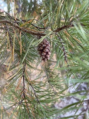 Pinus virginiana