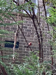 Cardinalis cardinalis