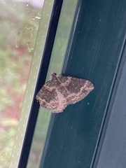 Catarhoe basochesiata