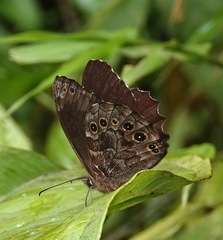 Pseudomaniola gerlinda