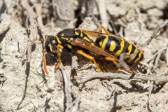 Polistes dominula