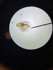 Simocephalus mixtus
