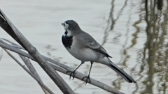 Motacilla alba