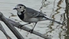 Motacilla alba