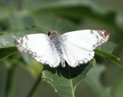 Heliopetes laviana