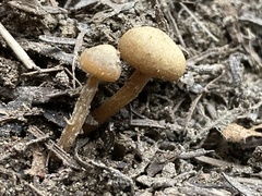 Xeromphalina cauticinalis