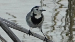 Motacilla alba
